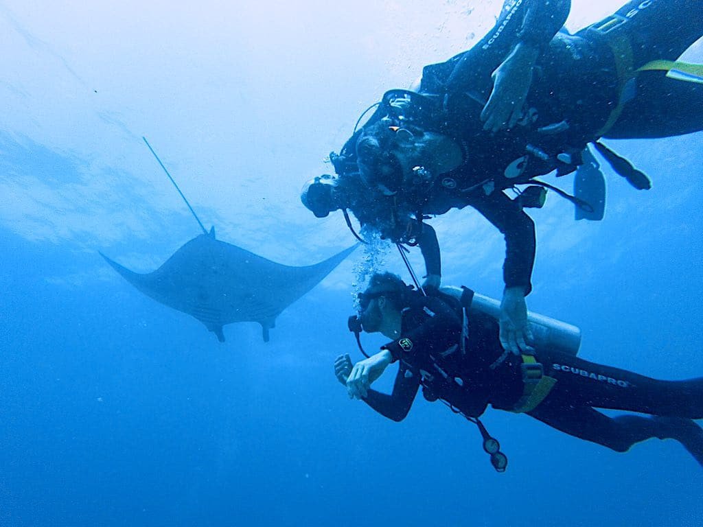 Diving Manta Point Nusa Penida Best Place To See Manta Rays In Bali