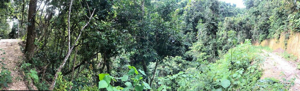 Temeling primal forestTembeling Nusa Penida