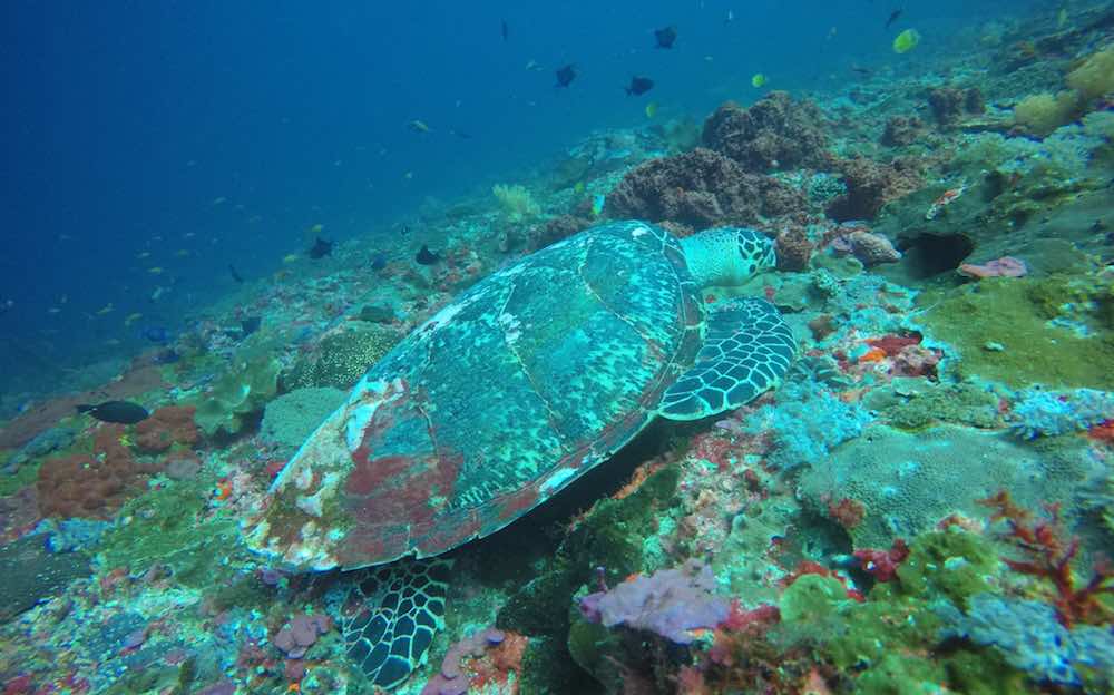 Penyu Gamat Bay diving snorkeling Nusa Penida