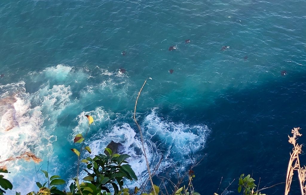 Manta Ray Manta Point Nusa Penida