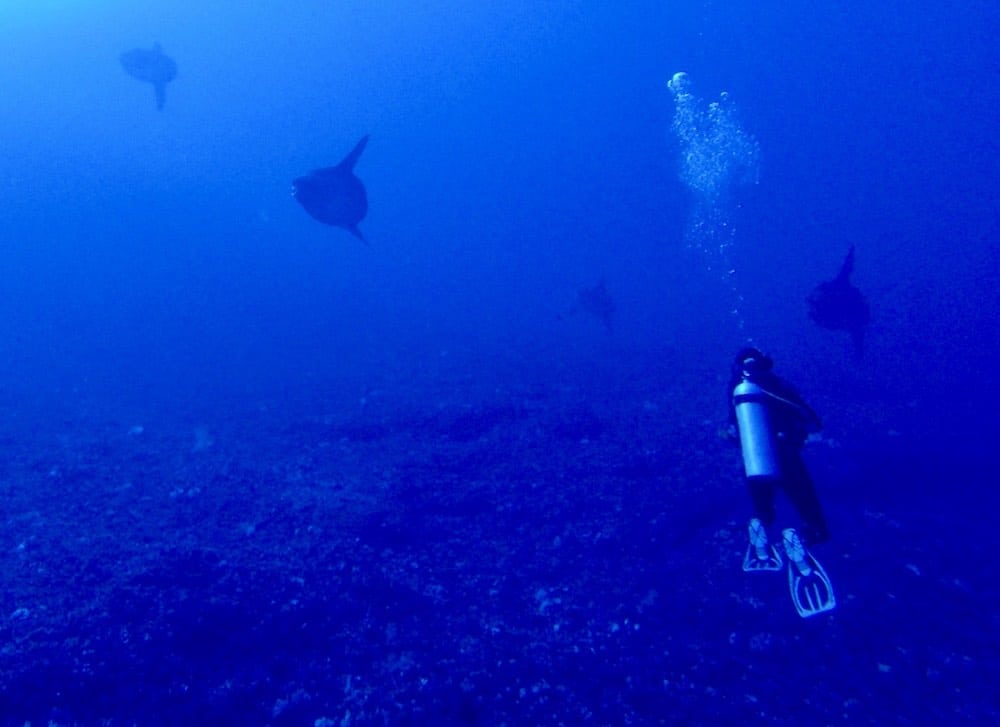 Mola Mola Gamat Bay Nusa Penida Bali