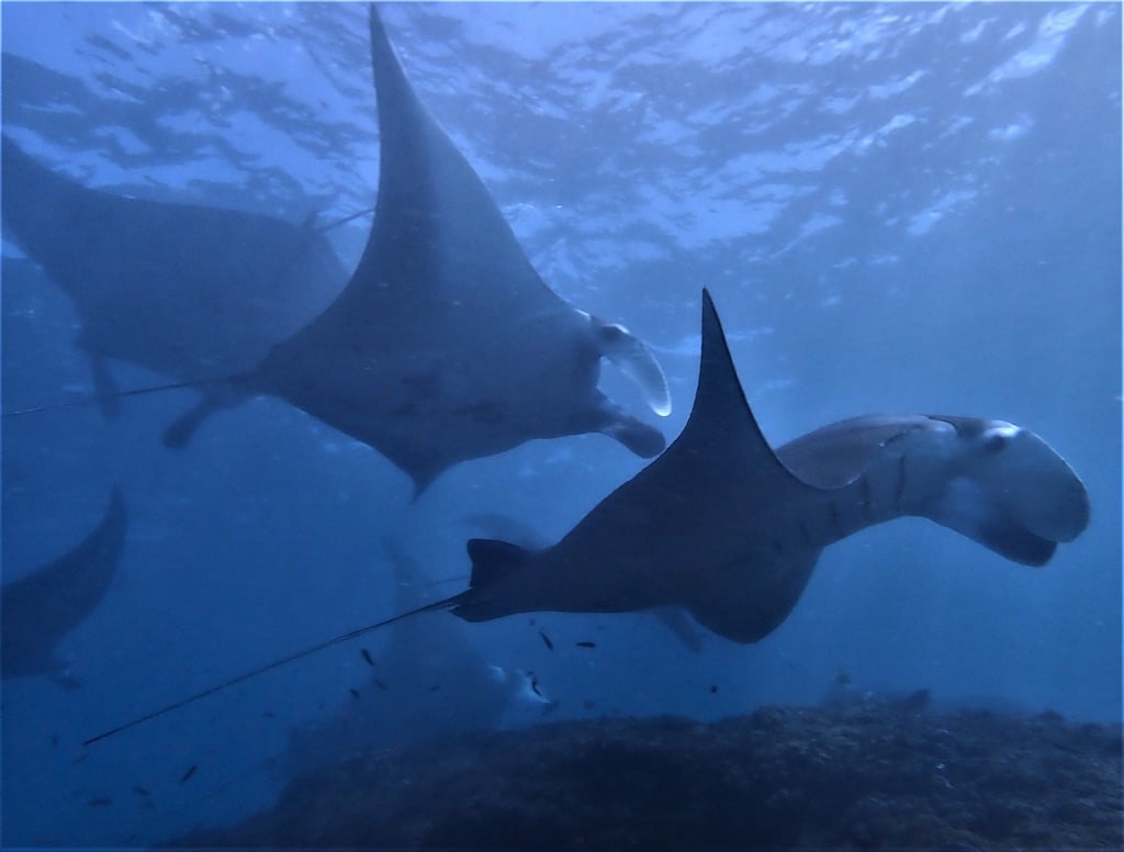 Ray Manta cleaning station at Manta point dive site in Bali