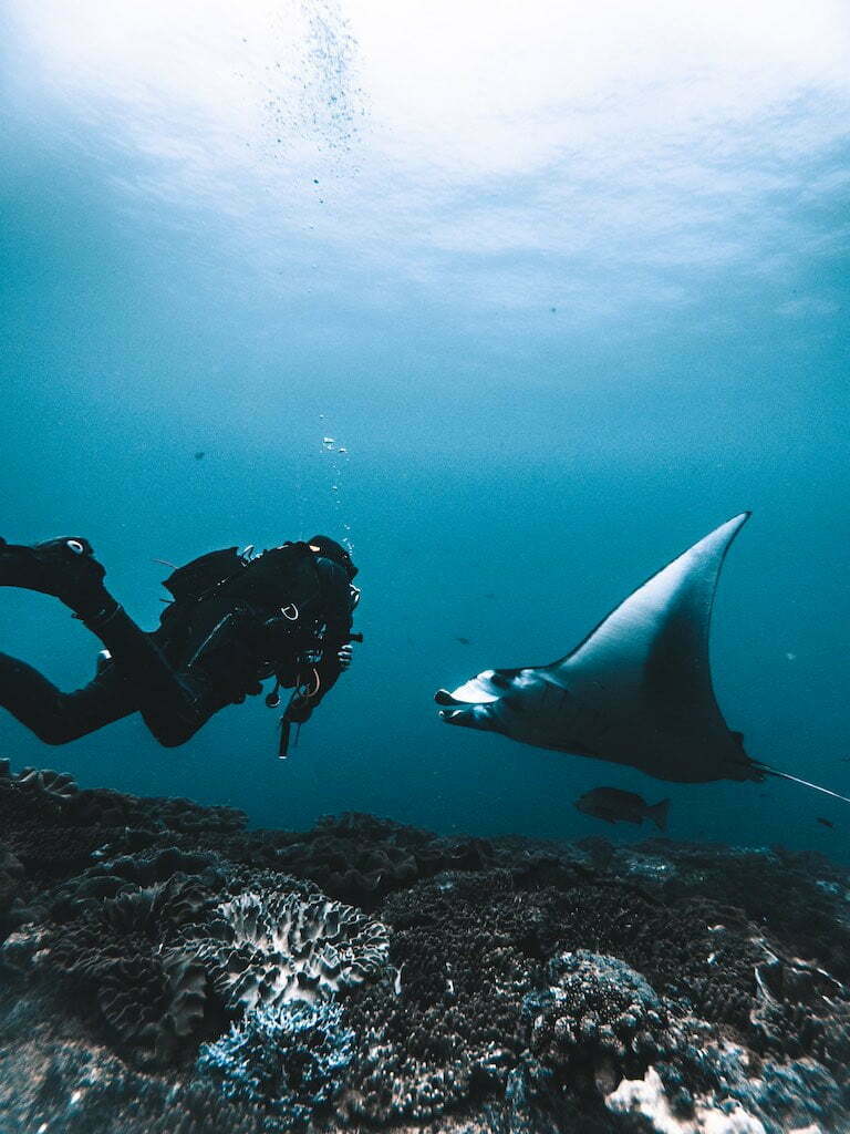 Diving with a Manta Ray in Nusa Penida