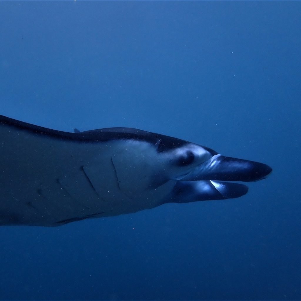 Reef manta ray passing close to a diver at Manta Point, Nusa Penida