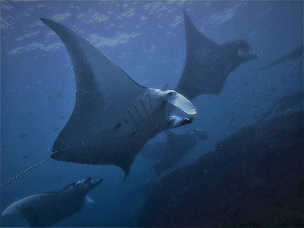 Manta Ray Nusa Penida Bali