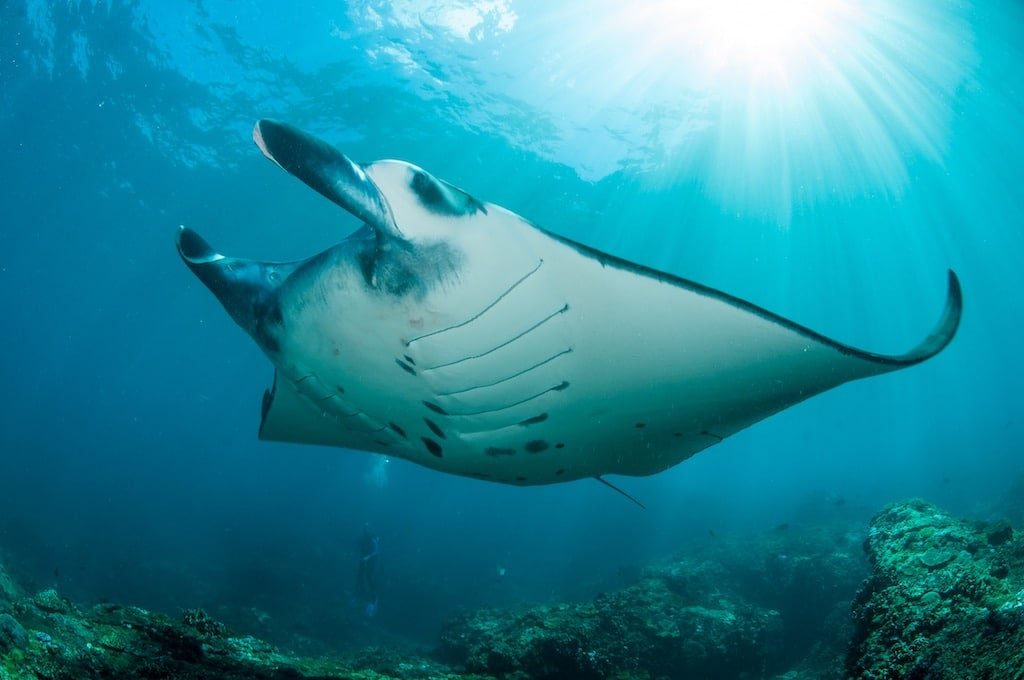 Manta Ray at Manta Point Nusa Penida Bali