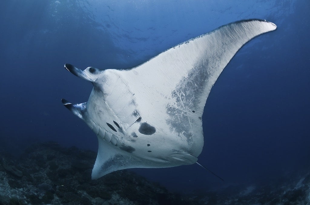 Manta Ray Nusa Penida Bali