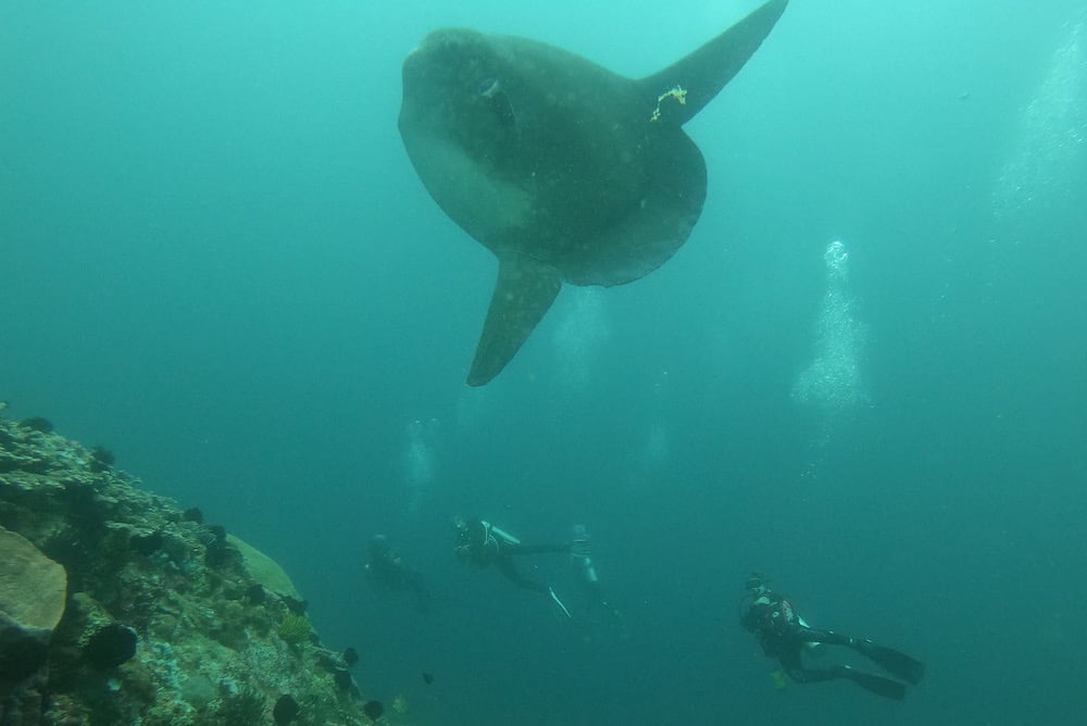 Mola Mola Gili Tepekong Bali