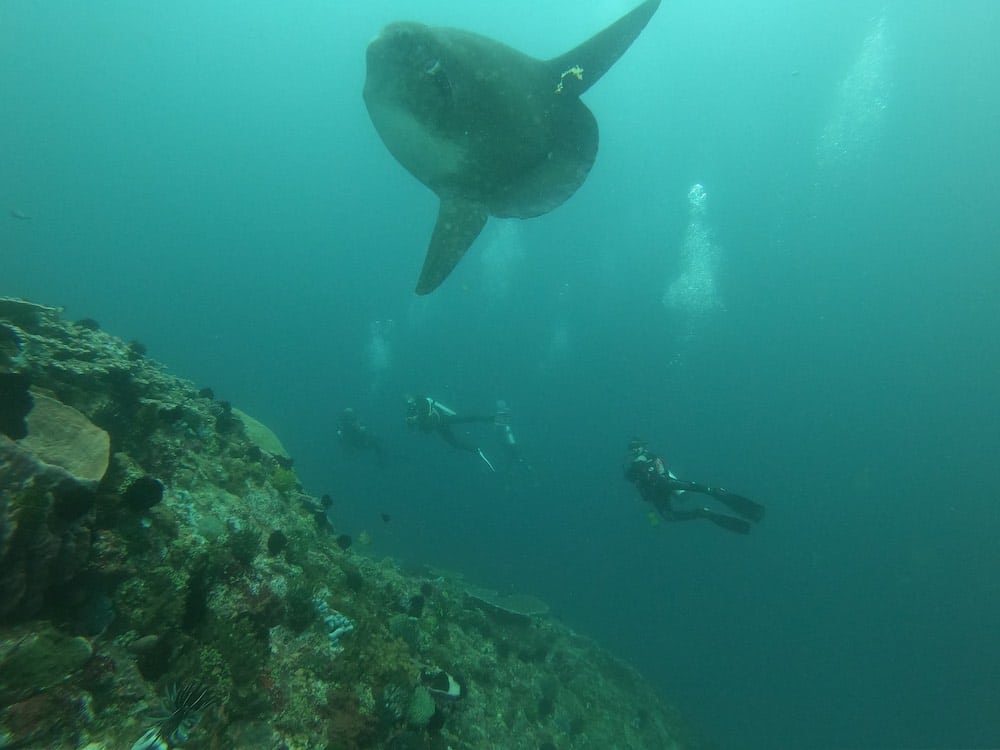 Mola Mola at Gili Tepekong Bali dive site in Bali