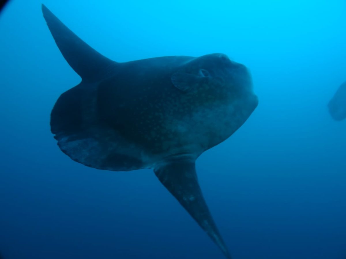 The Fascinating Mola Mola A Guide To Nusa Penidas Ocean Sunfish