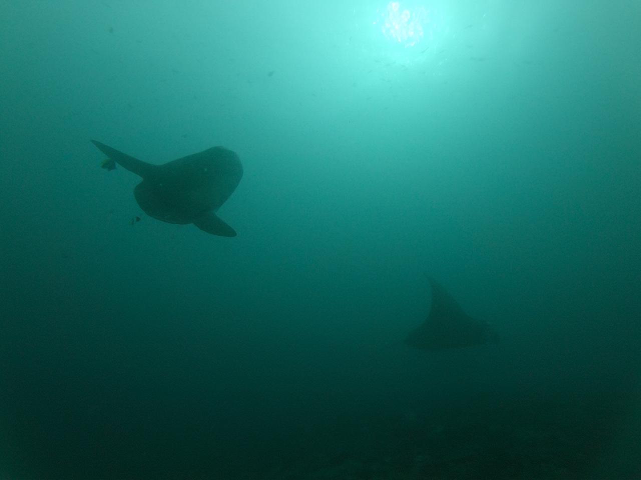 Sunfish Manta Ray