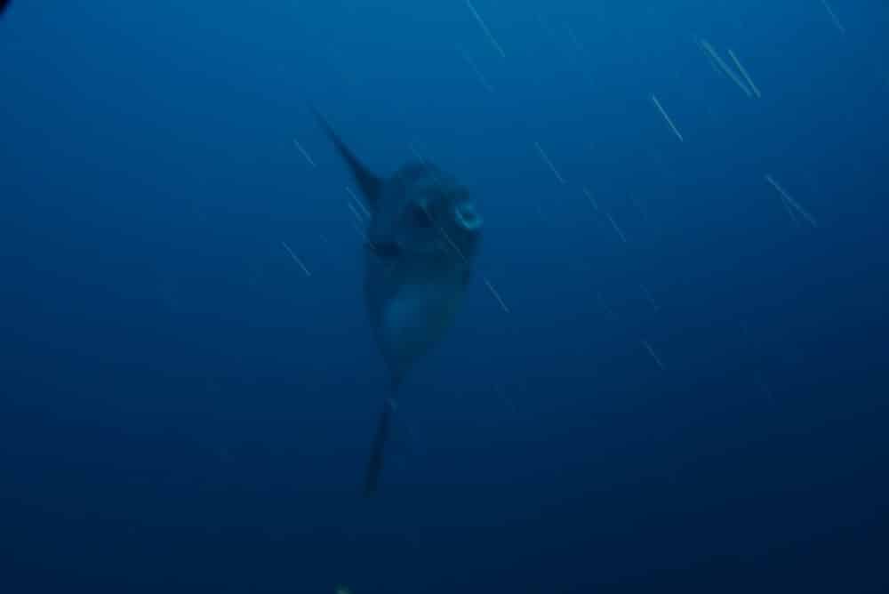 Front view of a sunfish in nusa penida bali
