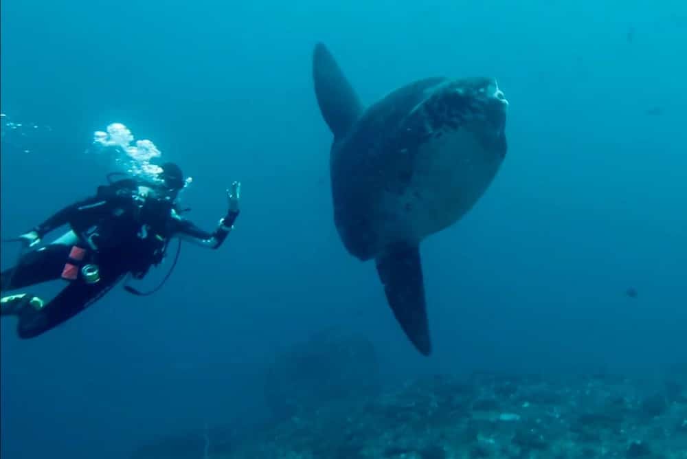 Mola Mola penyelam Nusa Penida Bali