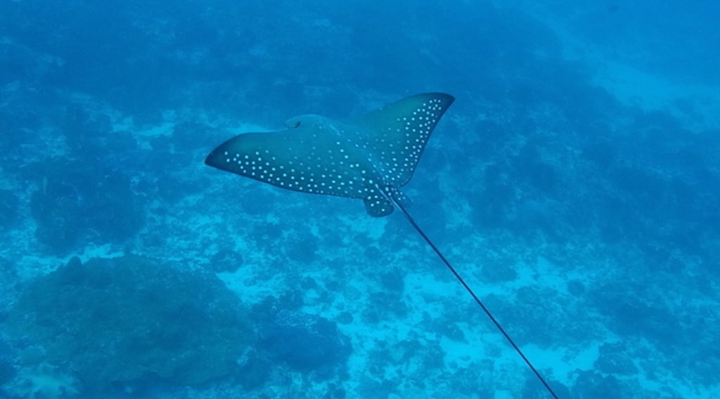 Pari Elang Tutul Eagle Ray Nusa Lembongan Bali