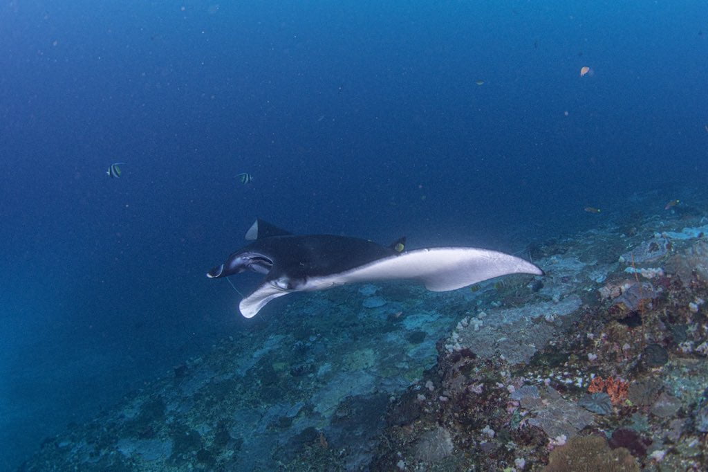 Pari Manta Ray Bali Nusa Penida Manta point Dune Penida photo Fhon