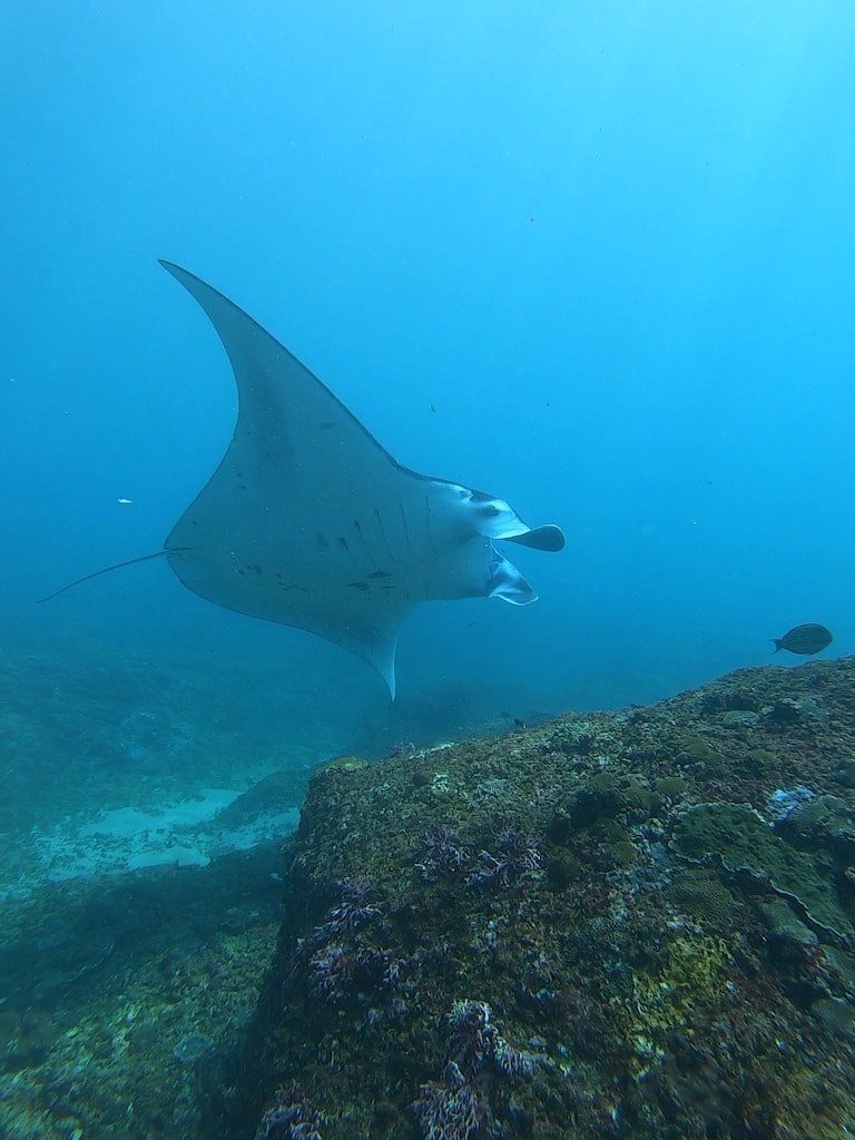 Manta Ray at Manta Point Nusa Penida Bali