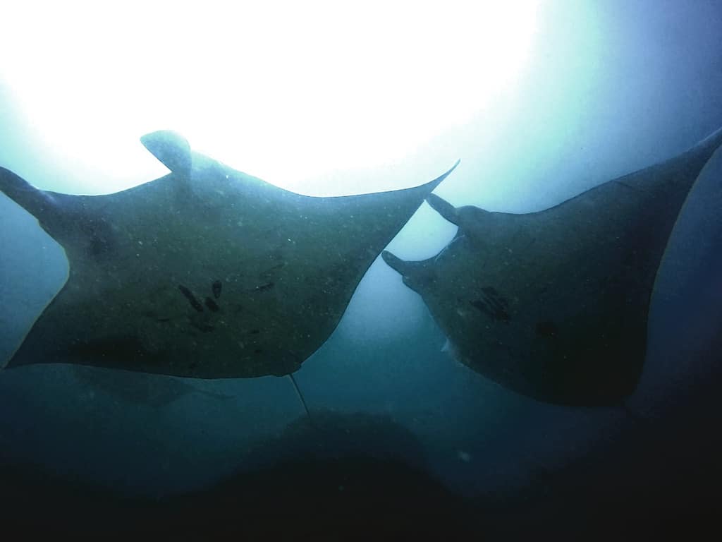 Diving with Manta Ray