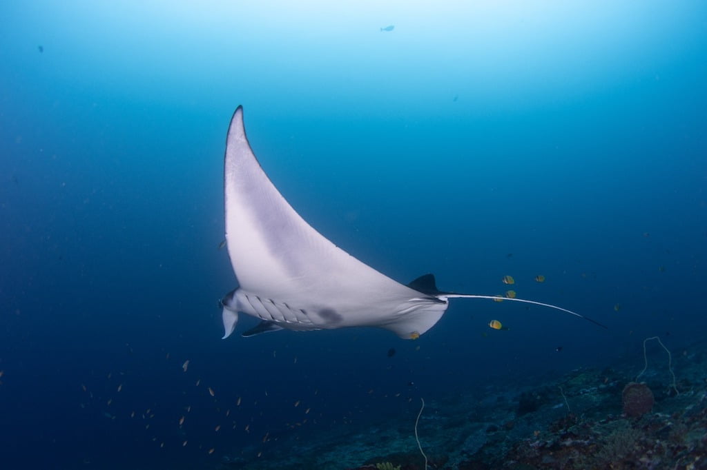 Paris Manta Ray Bali Nusa Penida Manta point Dune Penida Fhon