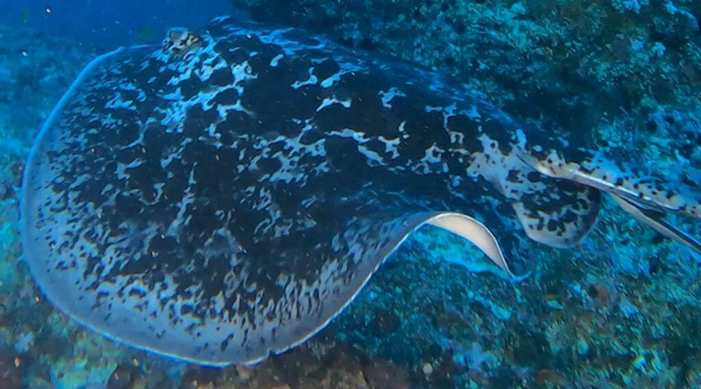 Marble Ray at Ceningan Wall dive site in Bali