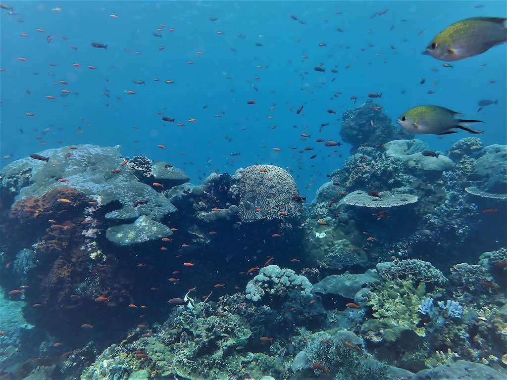 Diving Bali Nusa Penida best dive sites