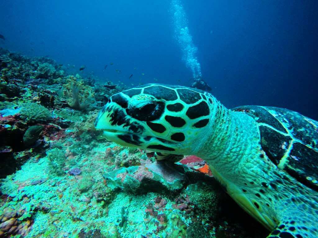 Turtle Crystal Bay Nusa Penida Bali