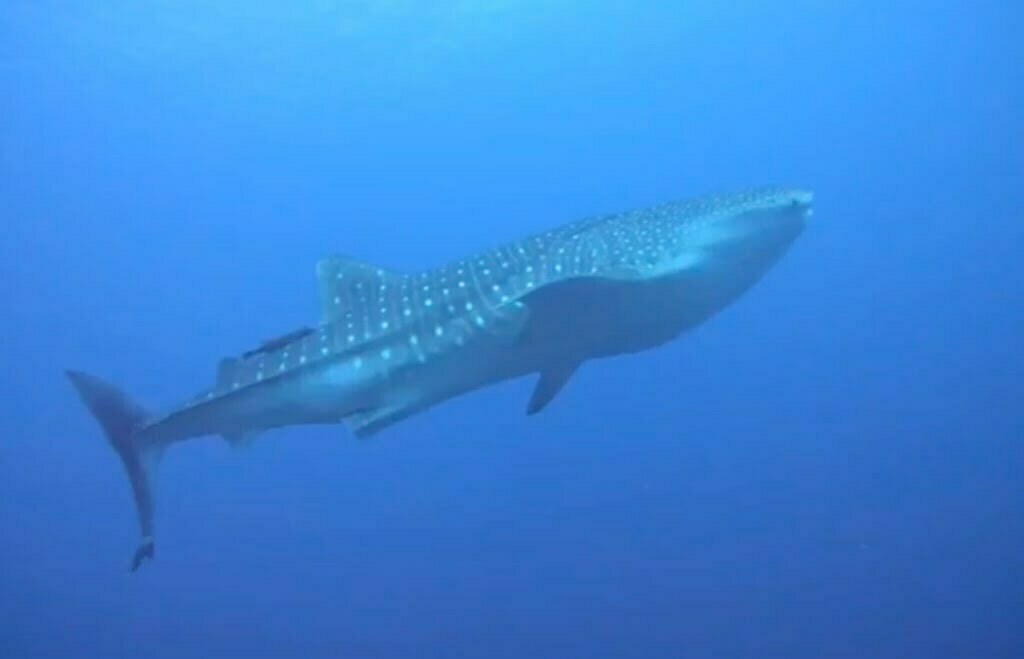 Whale shark diving Nusa Penida Bali with Warnakali