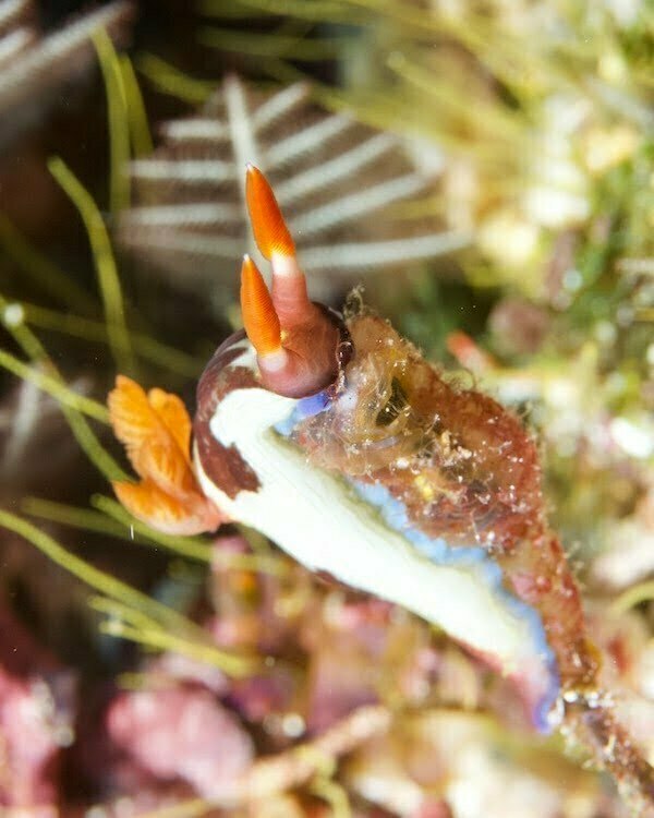 Ceningan nudibranch diving Nusa Penida Bali