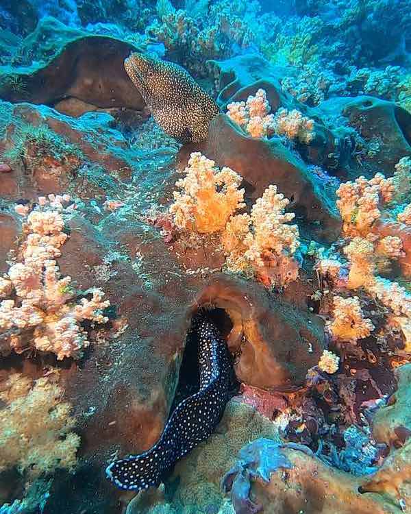Ceningan wall moray eel