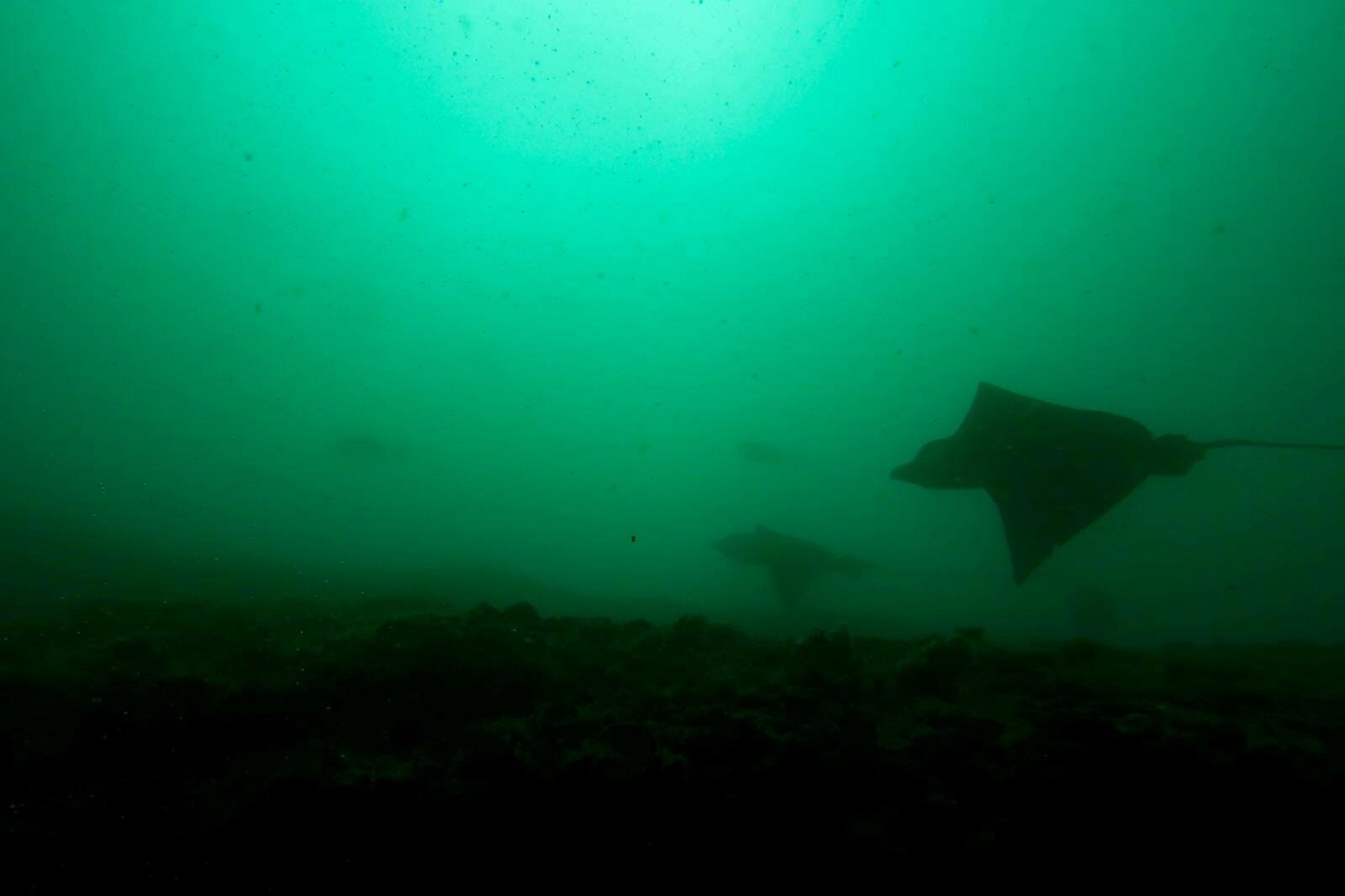 Diving Batu Bolong