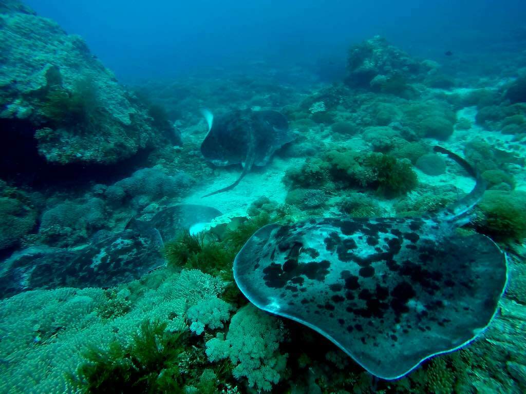 Marbled Ray diving Gamat Bay Nusa Penida Bali