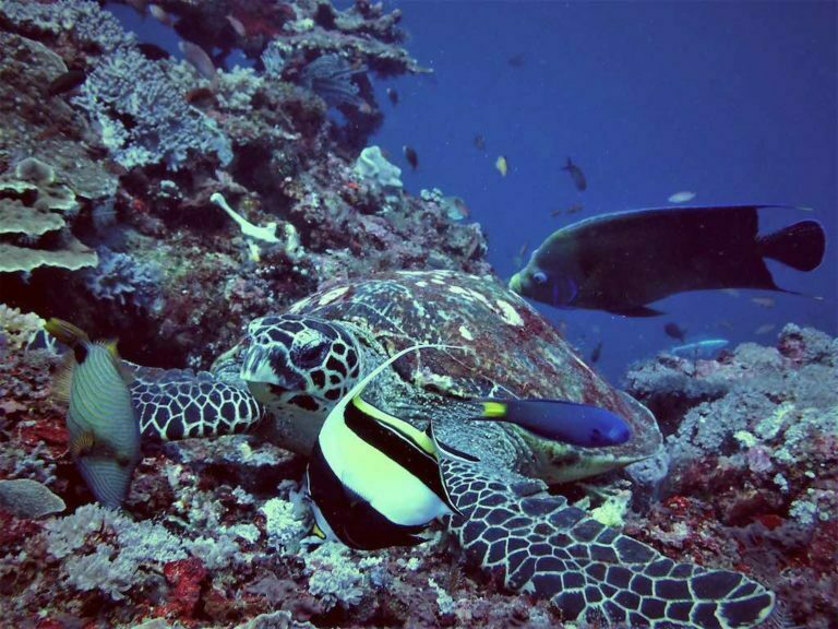 Diving Mangrove, Nusa Lembongan - Nusa Penida