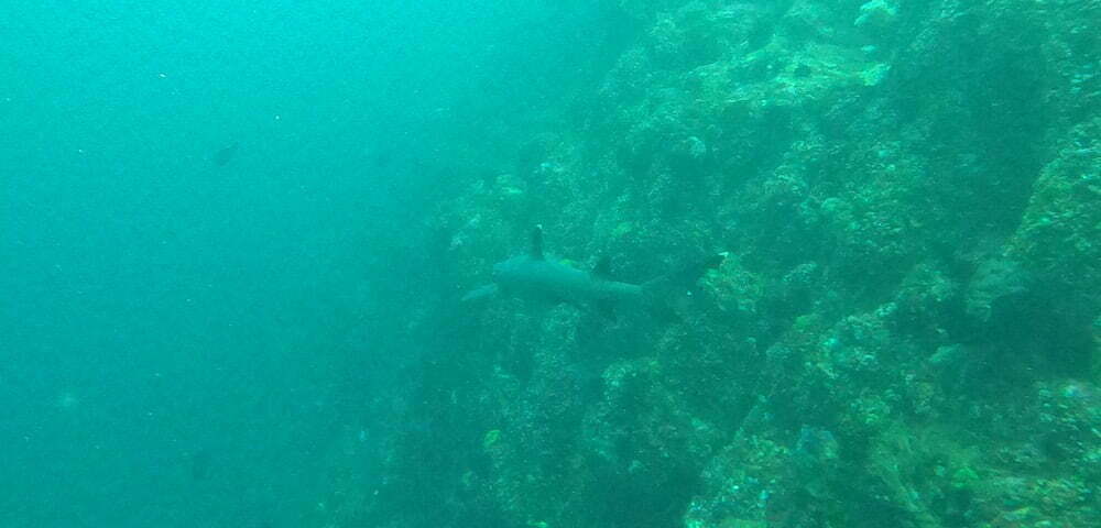 Whitetip Shark diving Gili Padang Bay