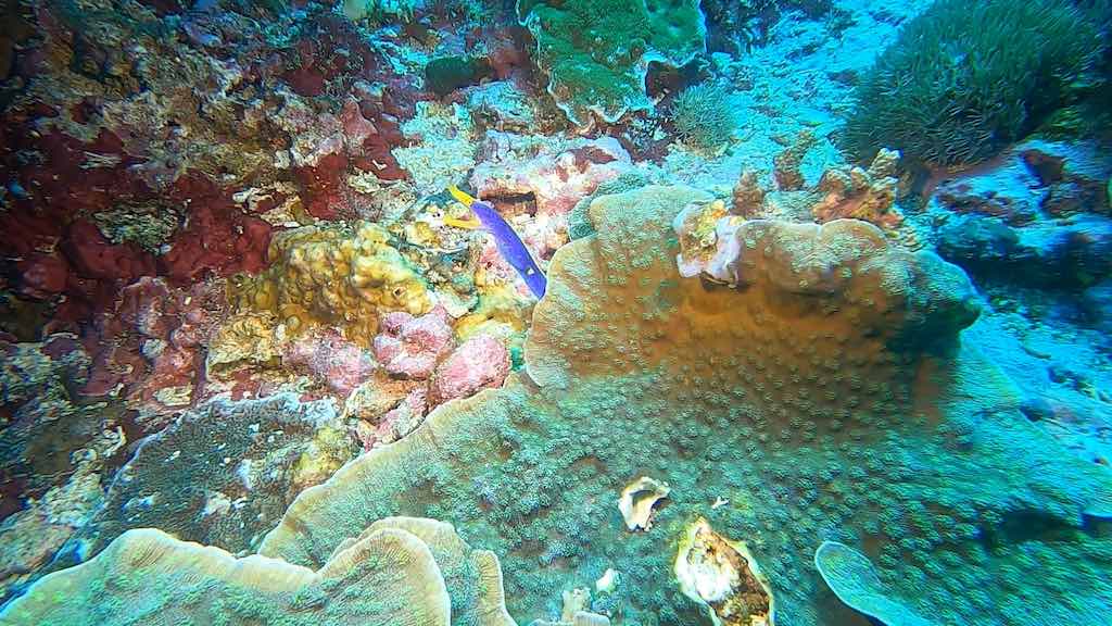 moray eel diving Amok Nusa Penida Bali