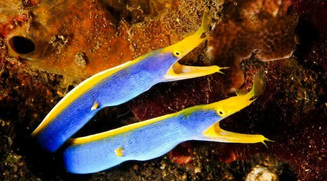 moray eels diving sental Nusa Penida Bali