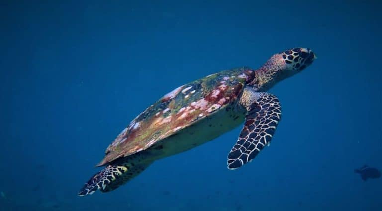 Diving Blue Corner, Nusa Lembongan - Nusa Penida