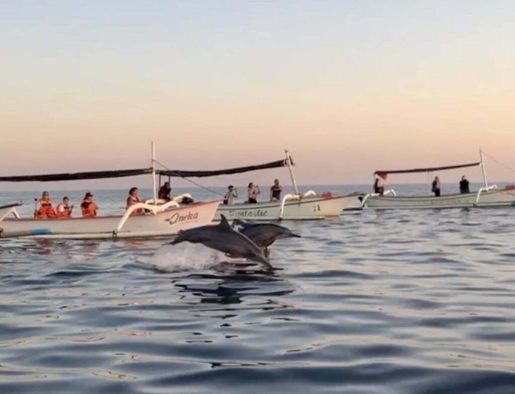 Dolphins Lovina Bali Indonesia