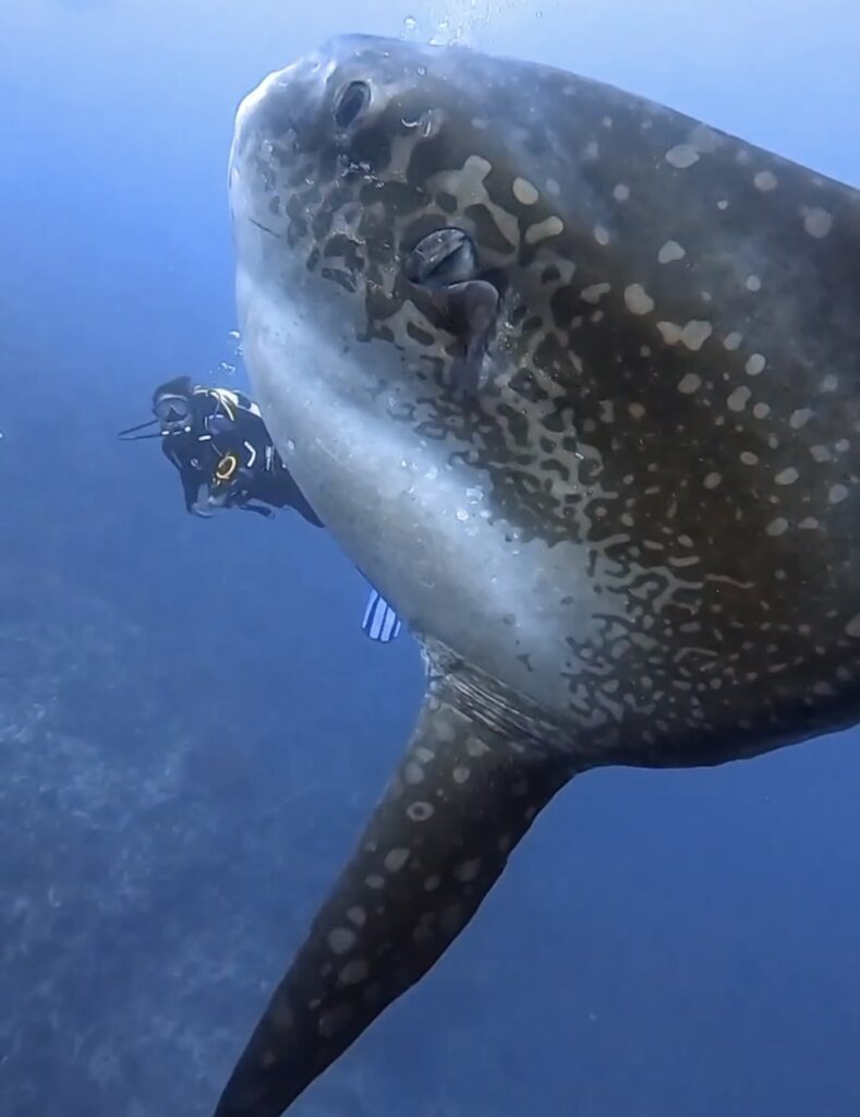 mola mola fish sunfish at crystal bay nusa penida bali