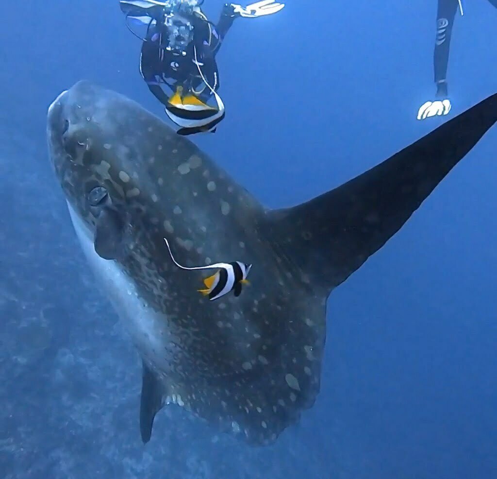 mola mola fish sunfish crystal bay nusa penida bali