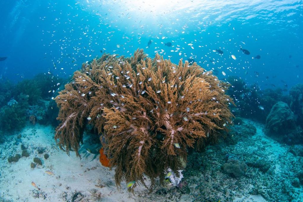 Croisière plongée Raja Ampat avec Dune Aurora