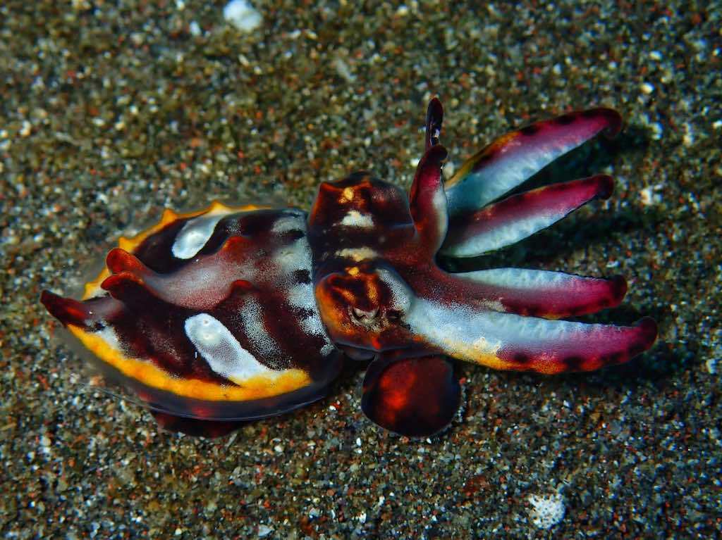 Liveaboard diving in Indonesia Lembeh flamboyant cuttle fish