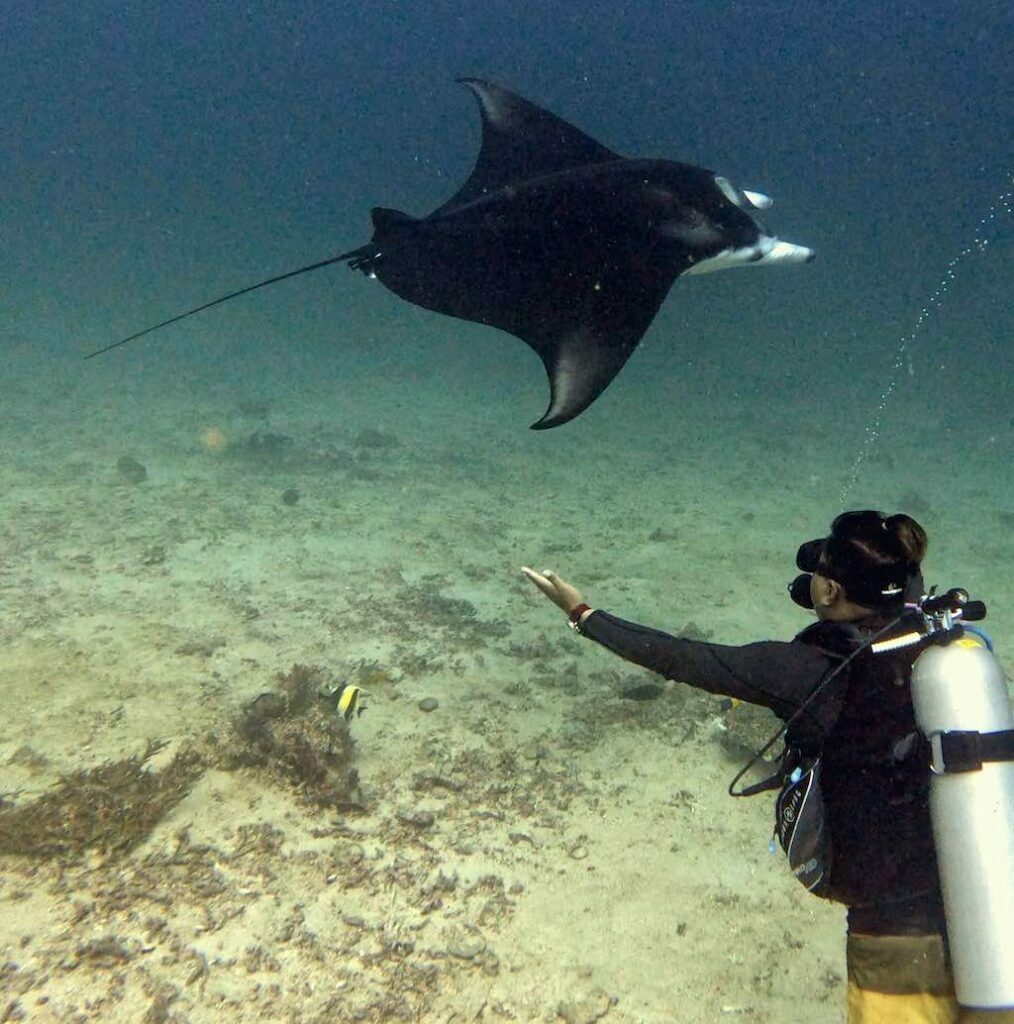 Liveaboard diving in Indonesia Manta Ray