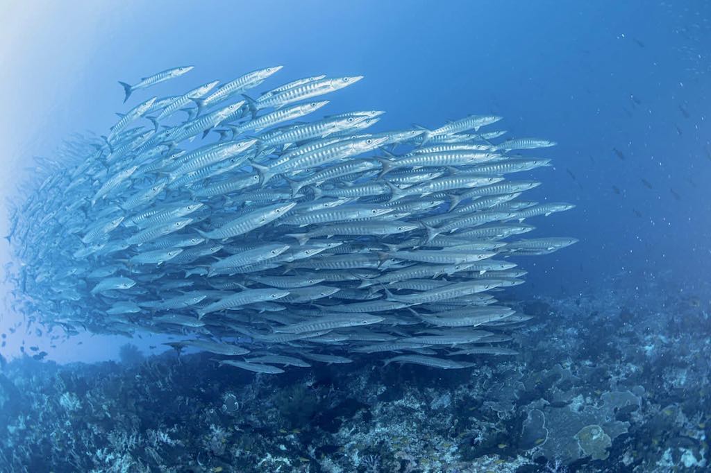 Liveaboard diving in Indonesia Tifore Barracuda