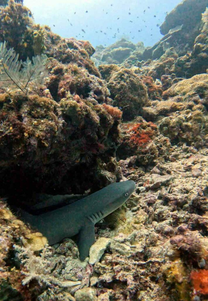 Liveaboard diving in Indonesia black tip shark