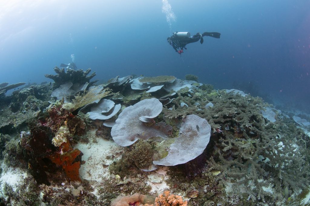 Liveaboard diving in Indonesia coral