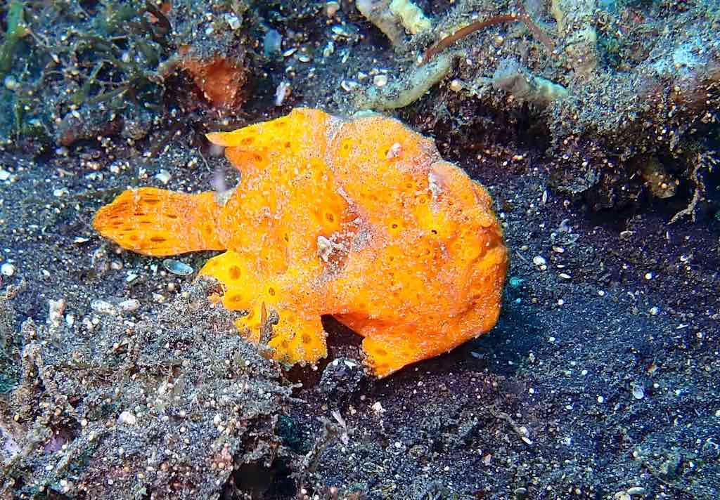 Liveaboard diving in Indonesia frogfish Lembeh