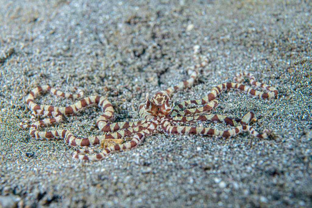 Liveaboard diving in Indonesia mimic octopus