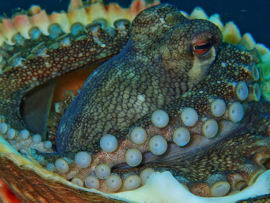 Liveaboard diving in Indonesia octopus