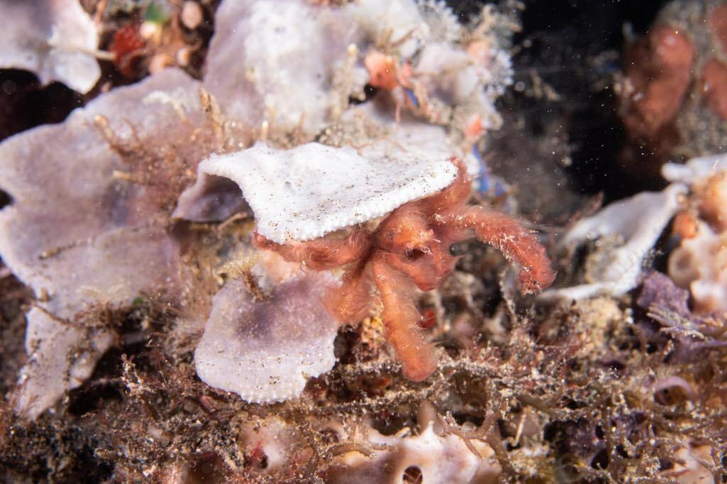 Liveaboard diving in Indonesia orang utan crab