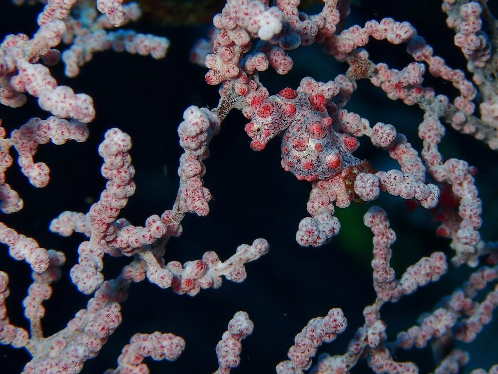 Liveaboard diving in Indonesia pygmee seahorse