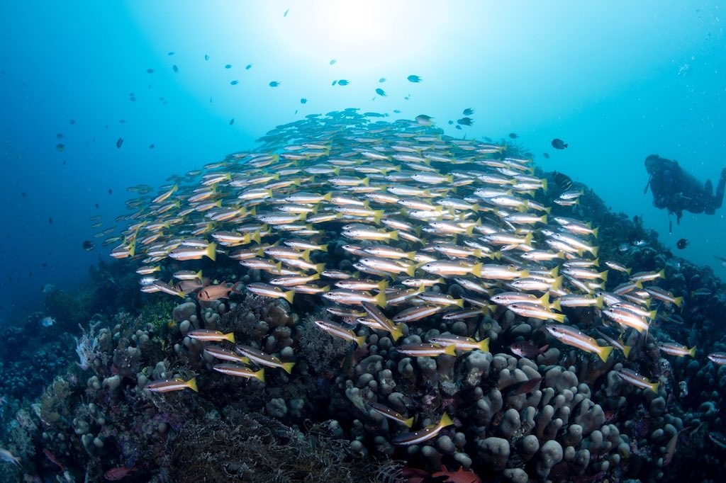 Liveaboard diving in Indonesia school of fish